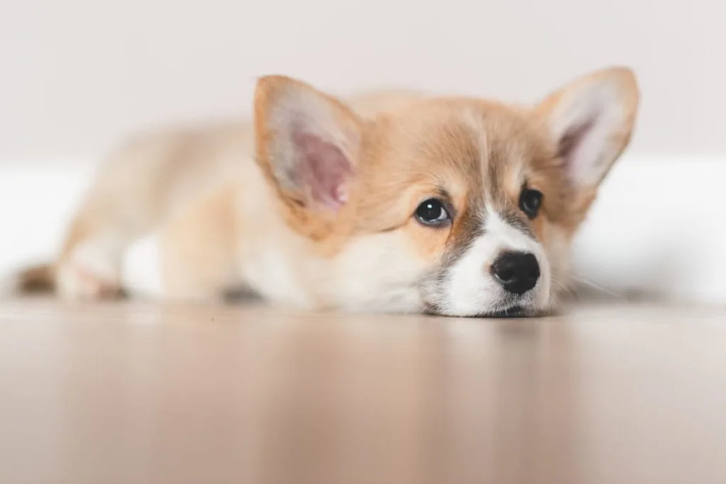 little welsh Corgi puppy