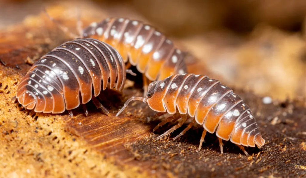 three isopods moving about on the ground