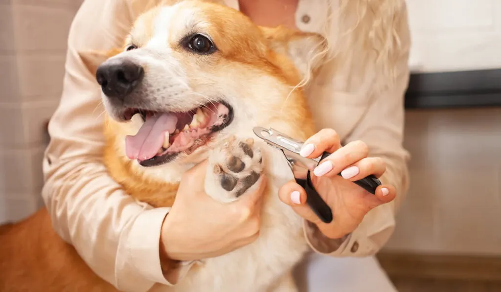 woman cuts dog's claws