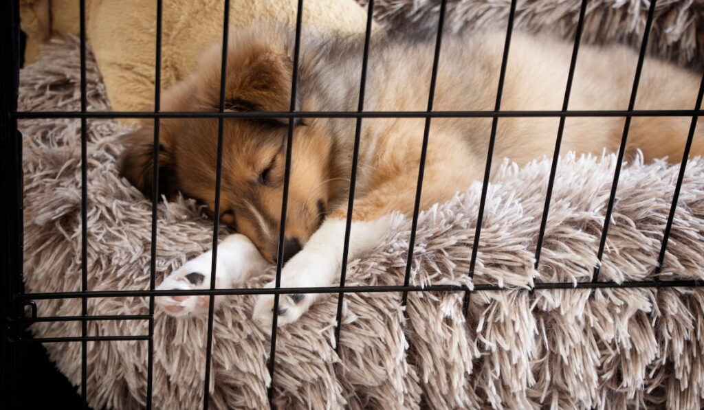 Crate Training Puppy