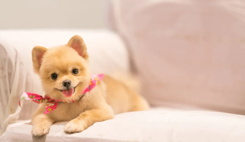 Cute Pomeranian dog smiling on the sofa