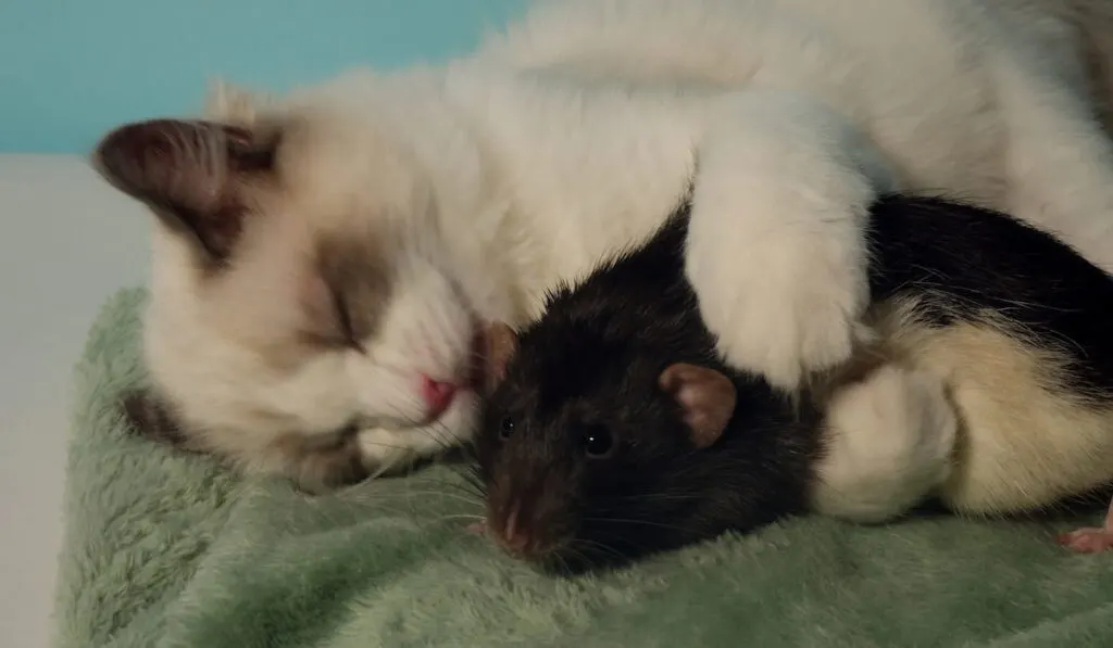 Cute white cat and black rat.