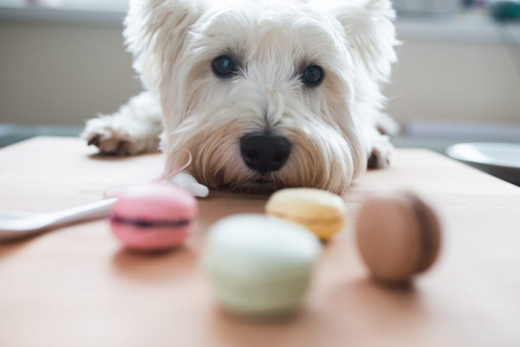 Dog with macaroons