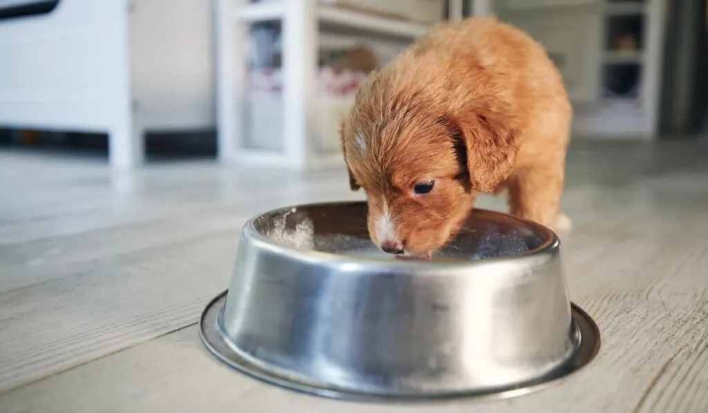 Feeding of hungry dog