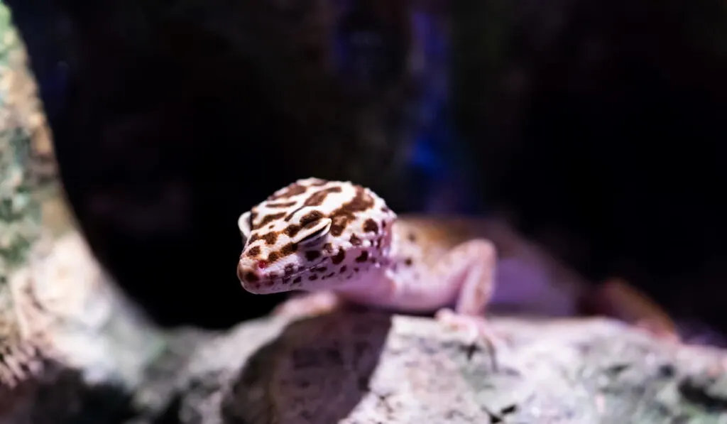 Gecko head coming out of a dark rock cave