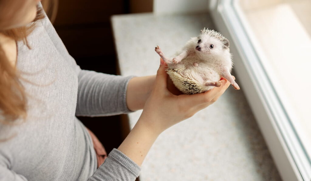 Girl holds cute hedgehog in her hands