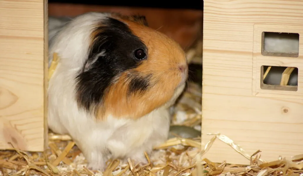 Guinea pig in straw