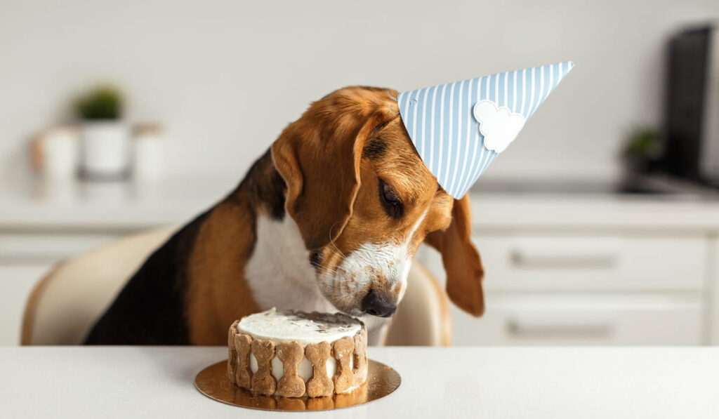 Happy dog eating delicious cake