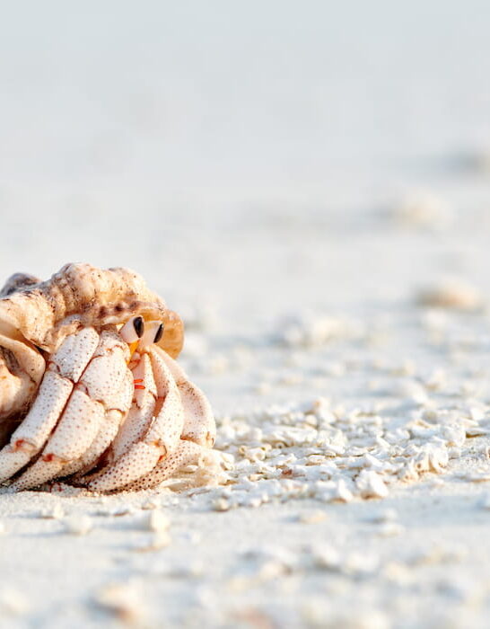 hermit crab on a beach