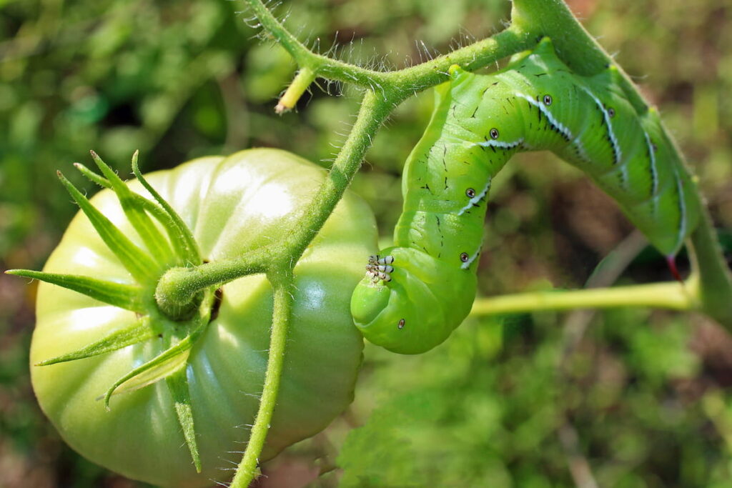 Hornworm Hanging by a Tomato