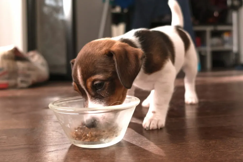 Jack russell puppy eating from a bowl