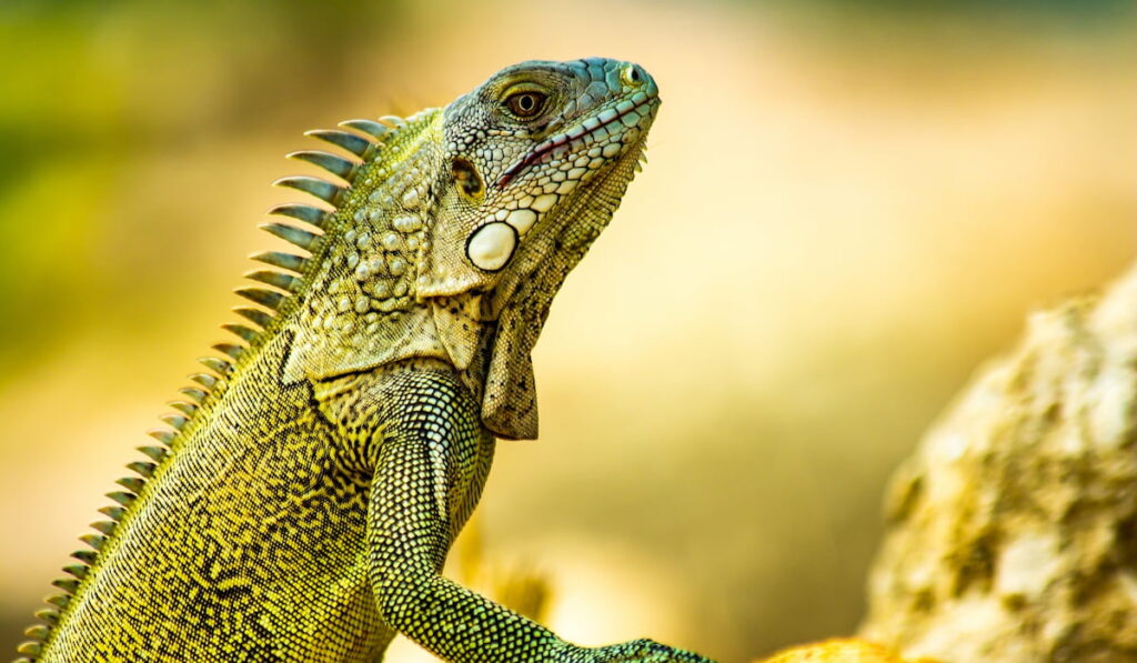 Portrait of an iguana 