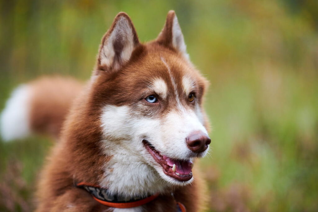 Siberian Husky dog in collar