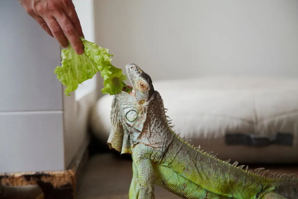 The owner feeds his iguana 