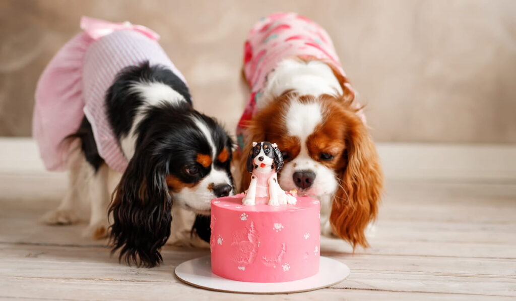 Two dogs eat birthday cake
