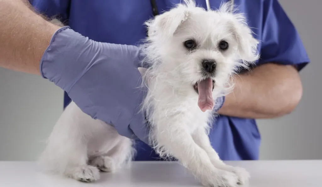 Veterinarian doctor examining a Maltese puppy