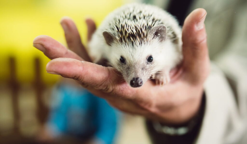 White hedgehog in the palm