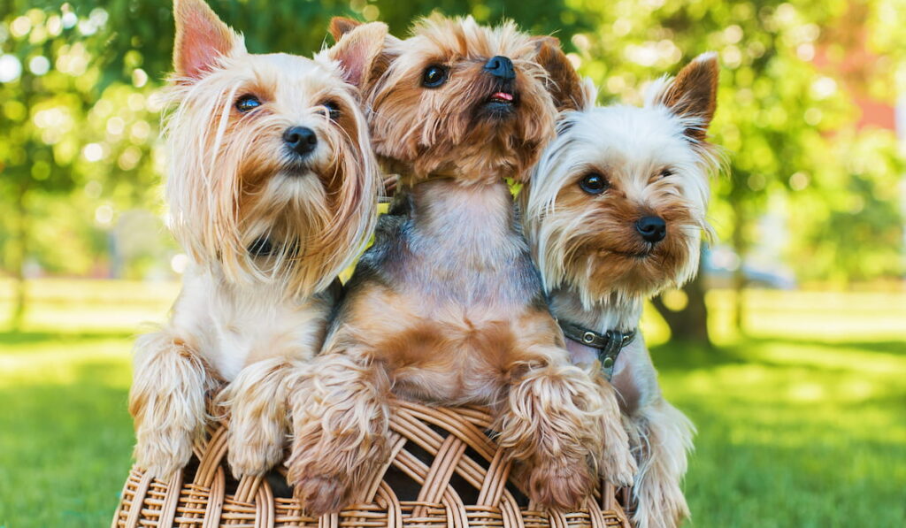 Yorkshire terriers sitting in the basket