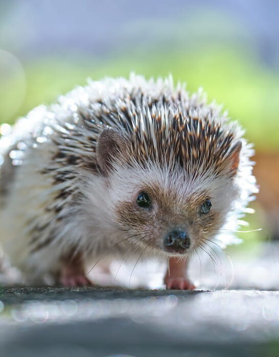 pet hedgehog on the grass