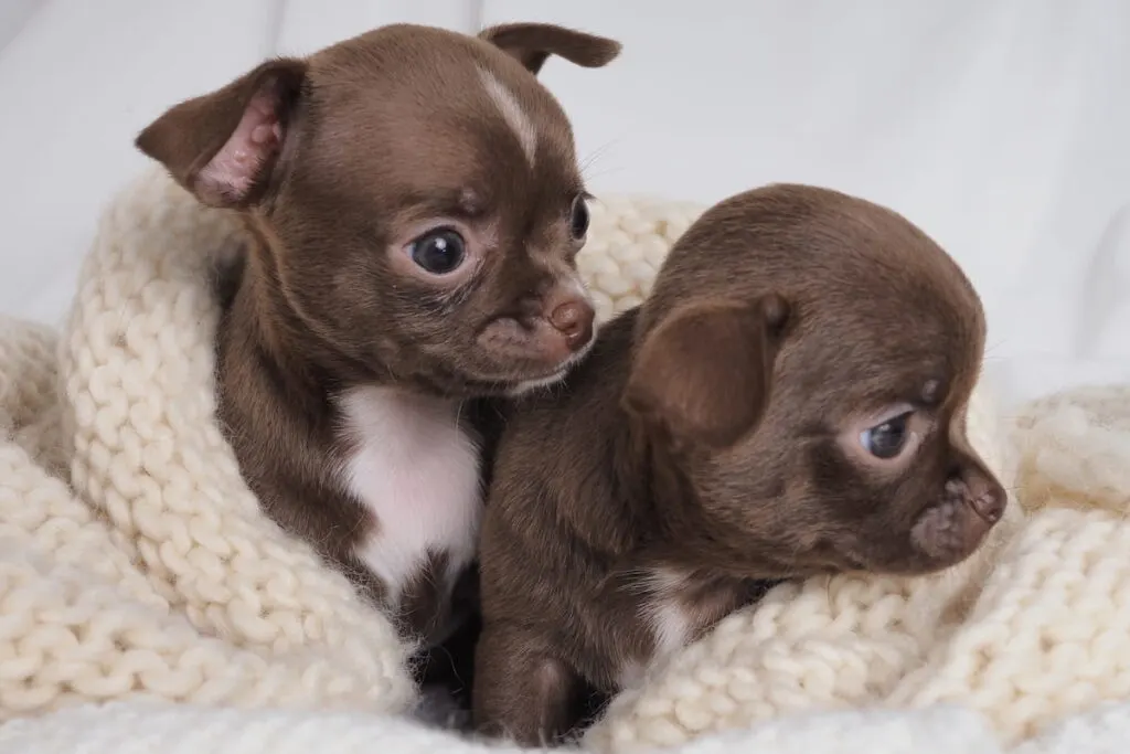 chihuahua small teacup puppy