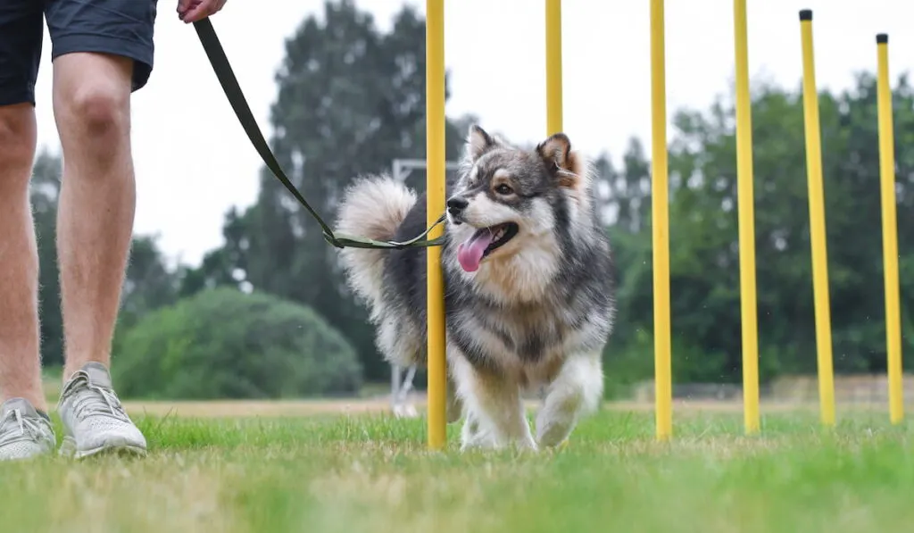 dog training slalom on agility course with a man