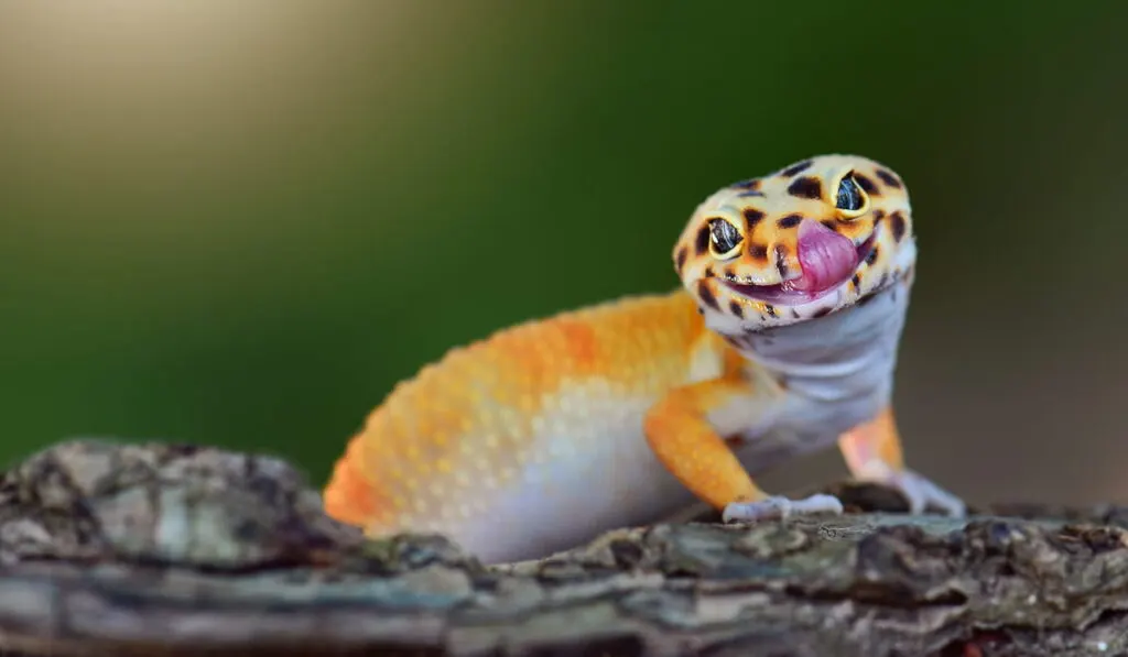 Complete Guide for Caring for a Leopard Gecko - A Few Good Pets