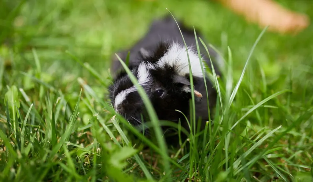 guinea pig grazes in the grass