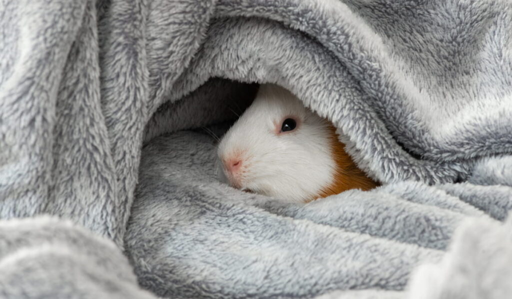 guinea pig lying in a blanket