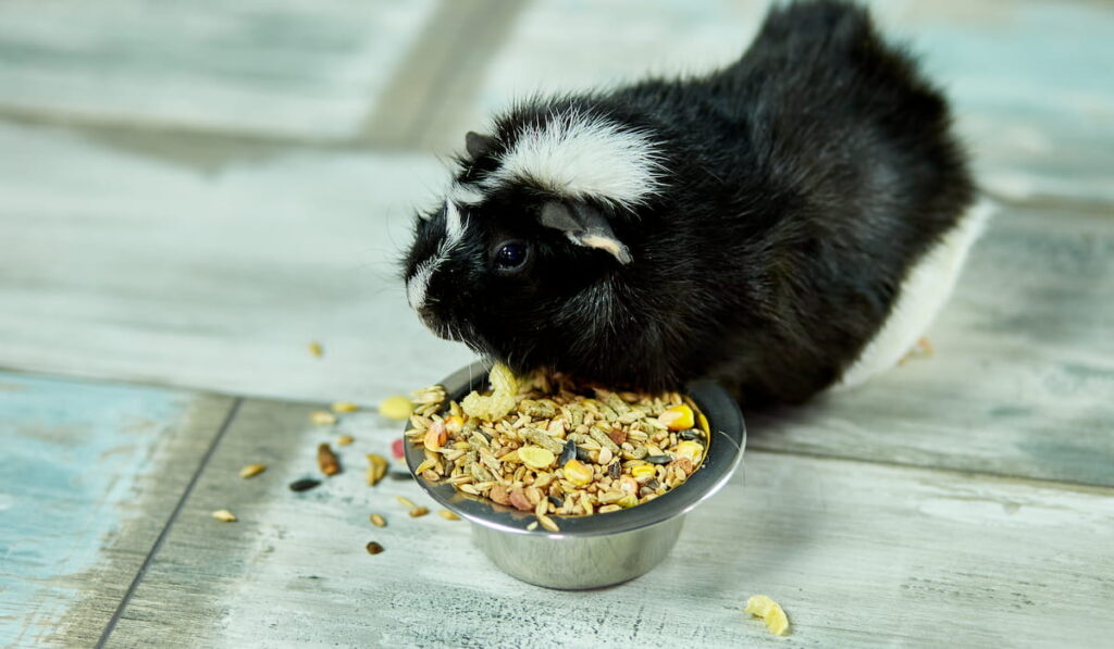 guinea pig or cavy eating dry grain food