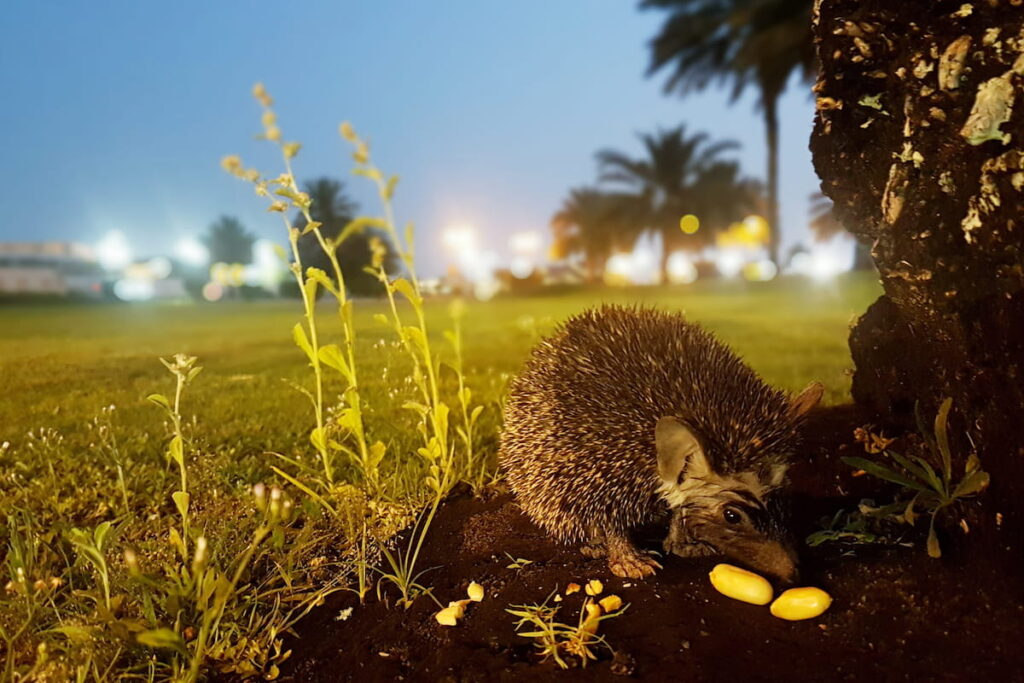hedge hog eating peanuts on the grass