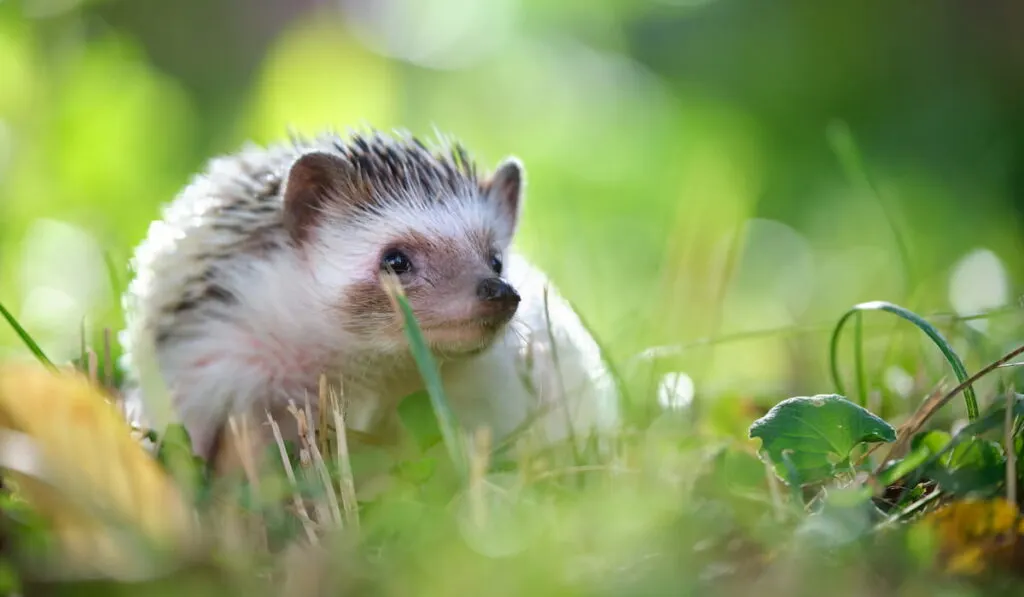 hedgehog pet on green grass