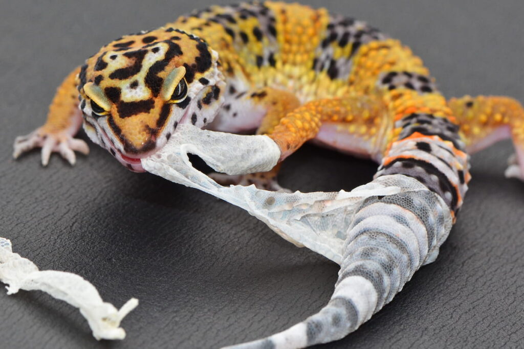 leopard gecko pulls the shedding skin off
