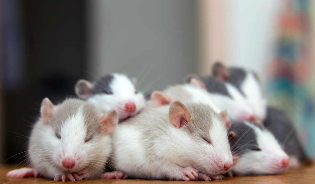 small funny baby rats warming together