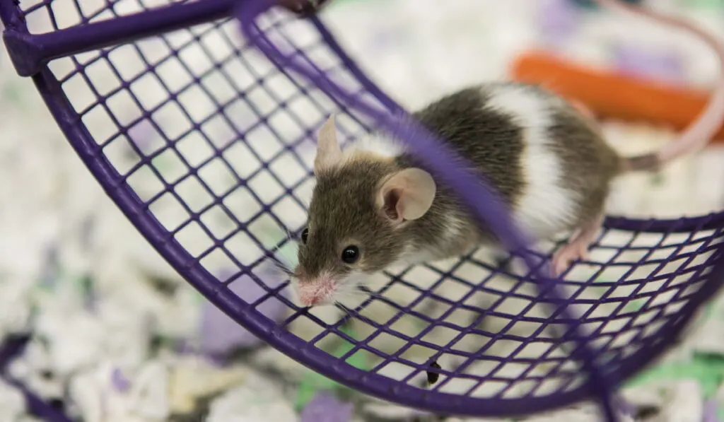 small mouse in a pet store 