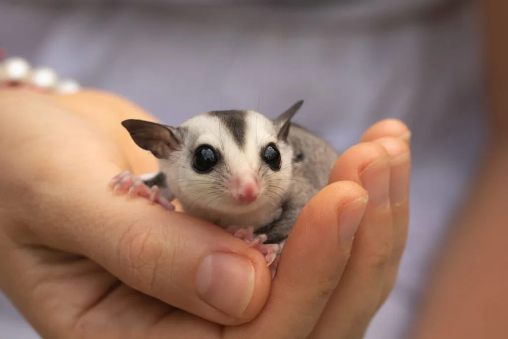  tiny sugar glider sitting in the human palm