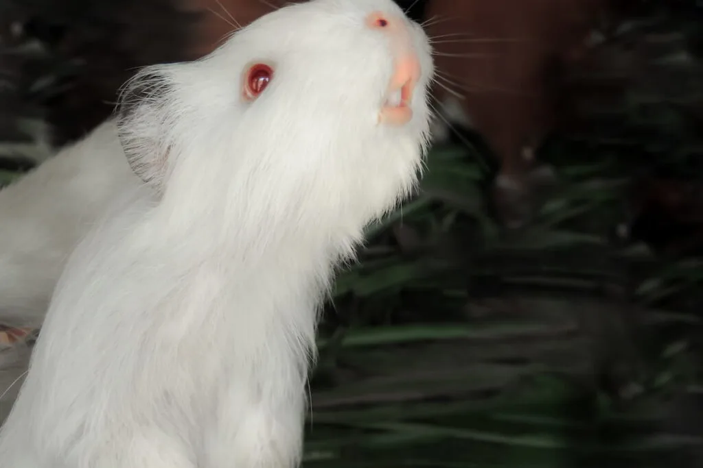 white guinea pig sniffing showing his teeth
