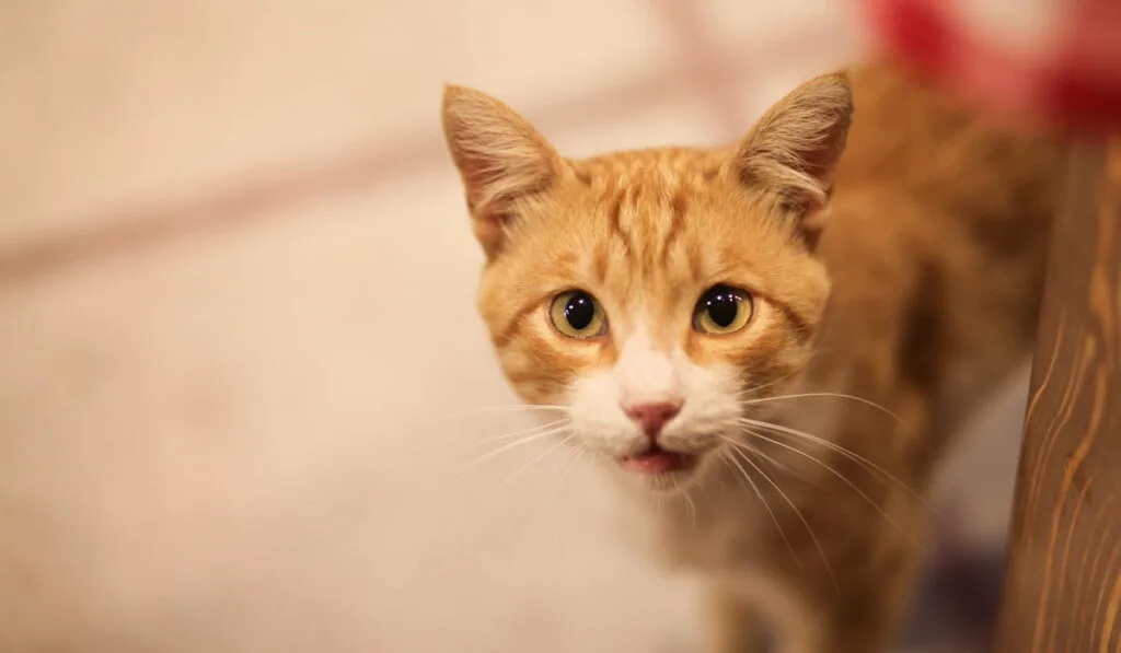 A ginger cat looking up meowing 