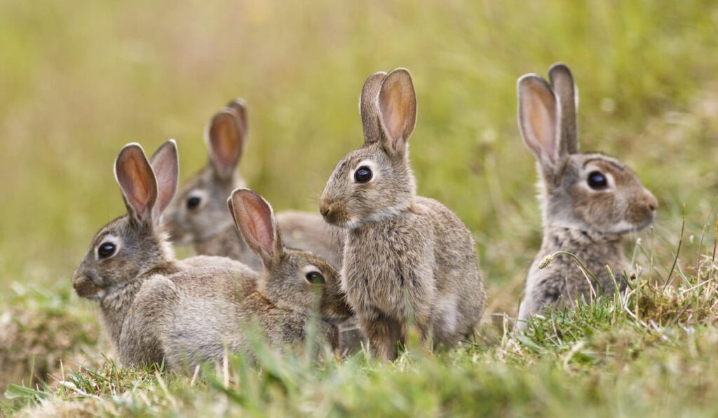 A group of wild rabbits