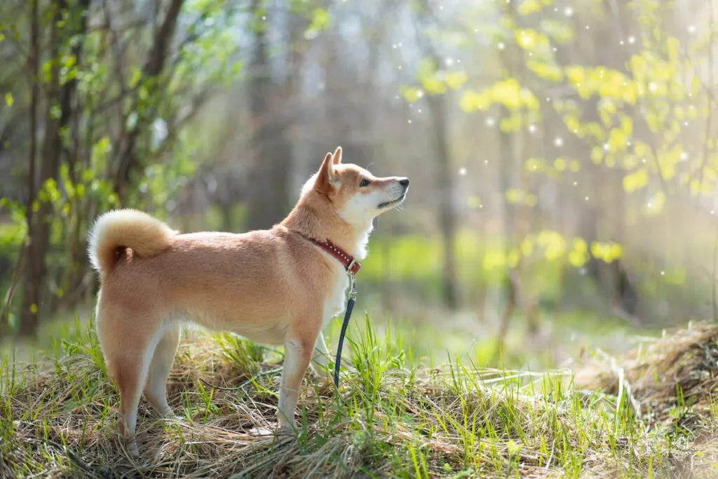 Adorable Shiba Inu dog in the forest 