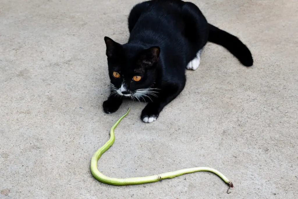 Black cat with dead green snake 