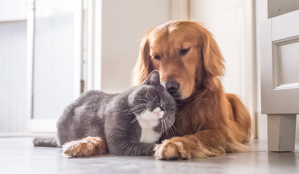 cat and dog comfort each other