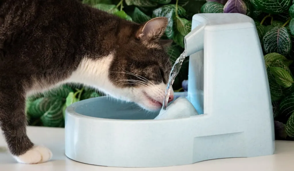 Cat drinks clean water 