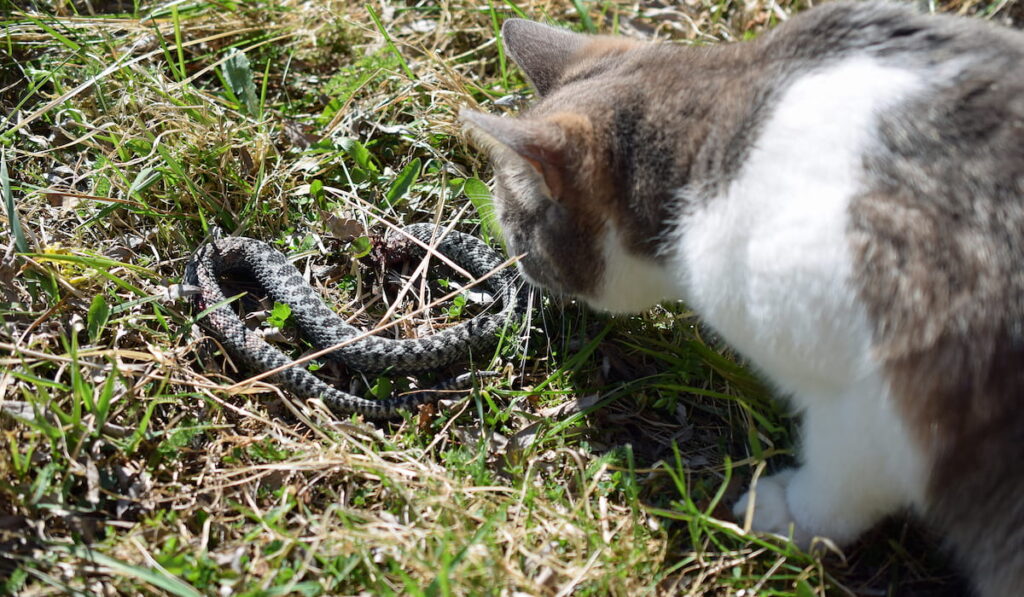Cat hunting and killing adder snake in garden 