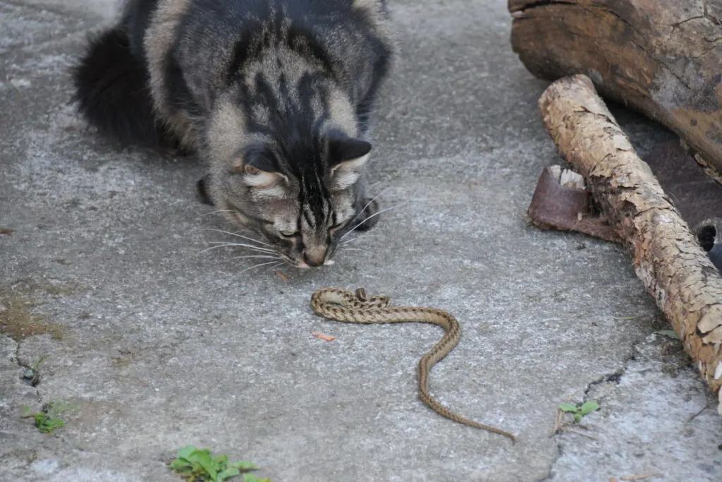 Cat staring at a snake 