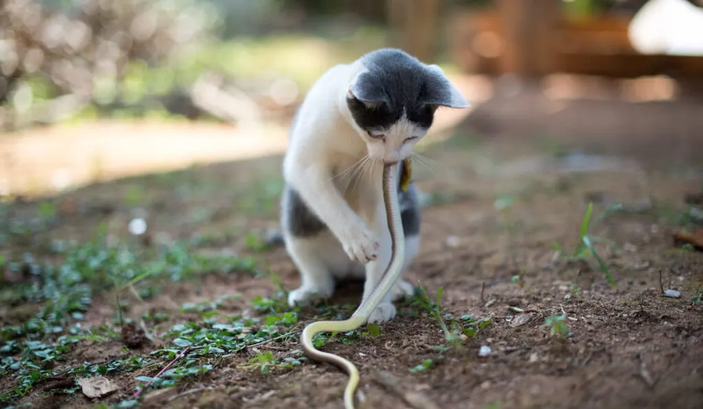 Cats hunt for snakes 