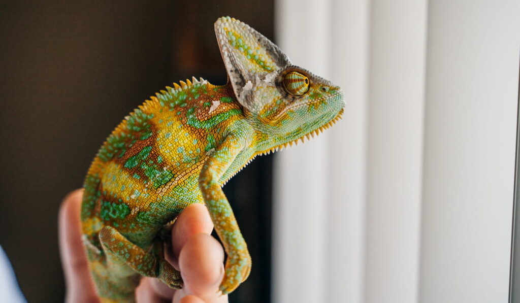 Chameleon held by its owner 