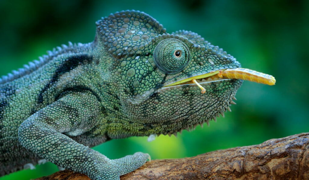 Chameleon hunting insect 
