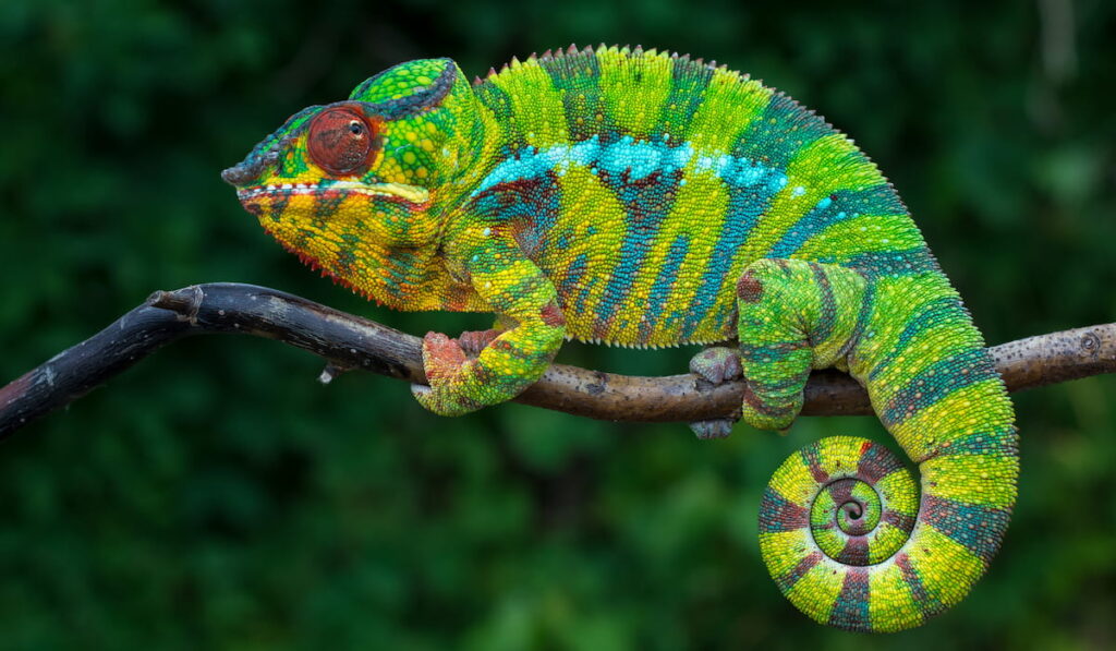 Chameleon on the branch 