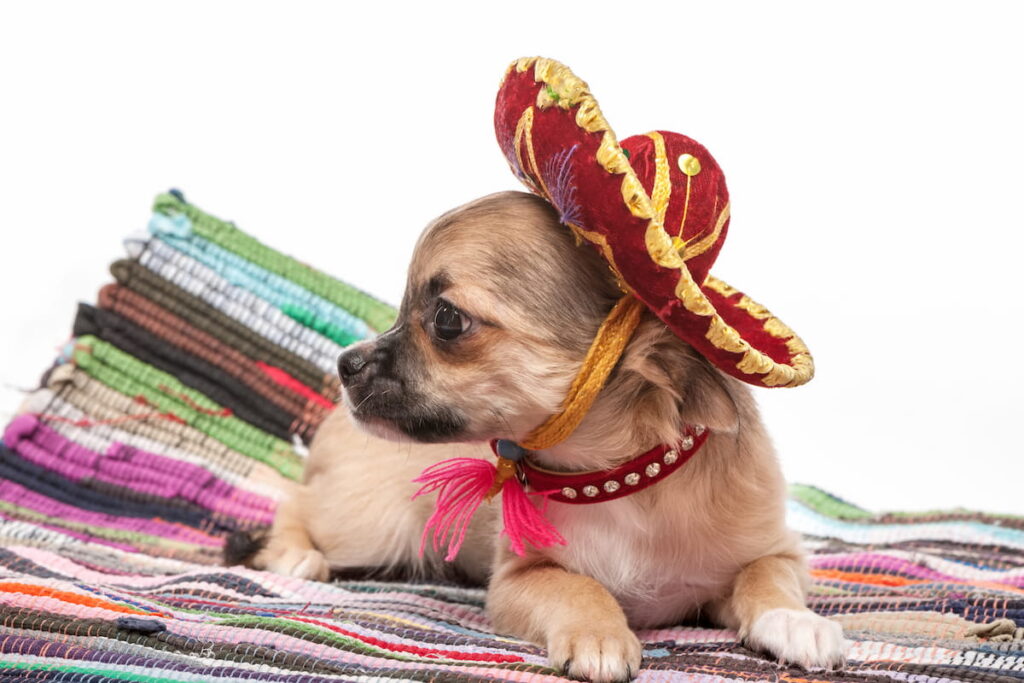 Chihuahua puppy wearing Mexican hat 