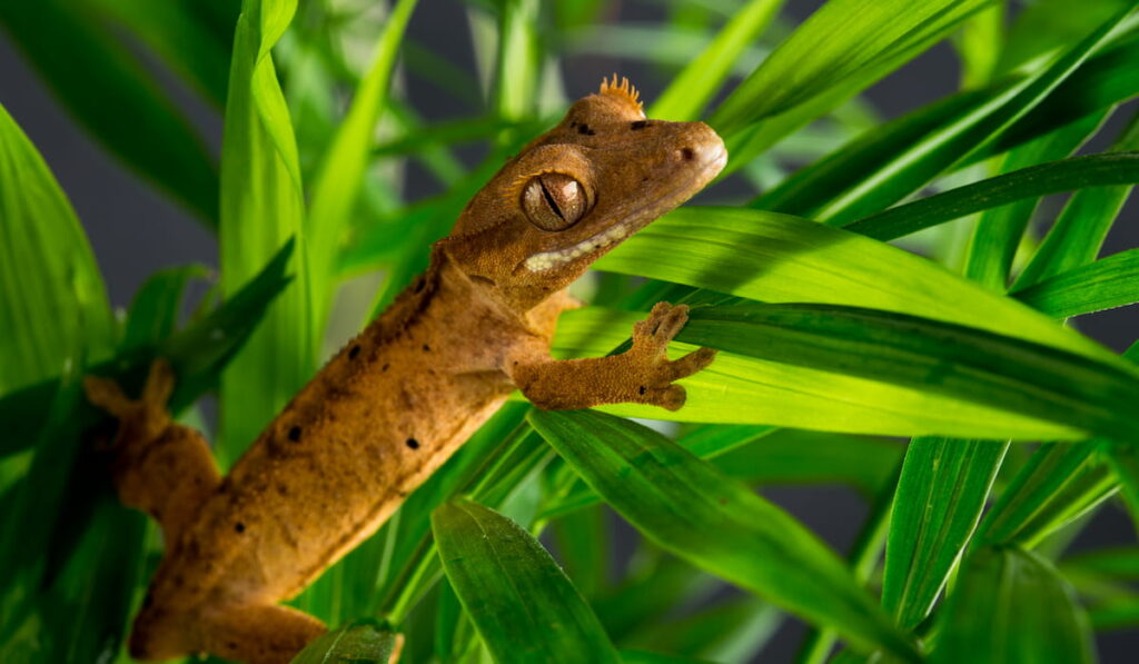 Crested Gecko pet on leaves